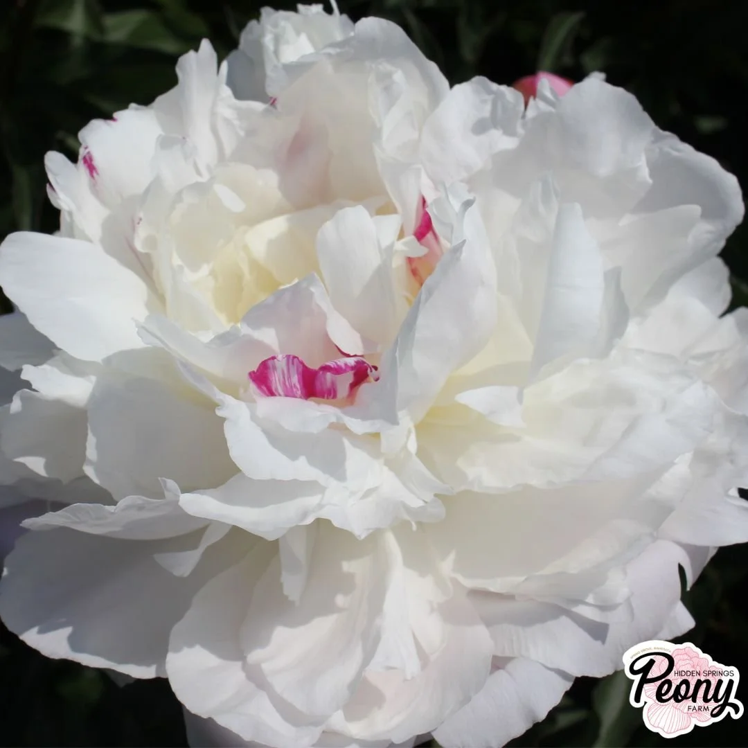 Shirley Temple Peony — Hidden Springs Peony Farm